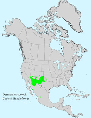 North America species range map for Cooley's Bundleflower, Desmanthus cooleyi: